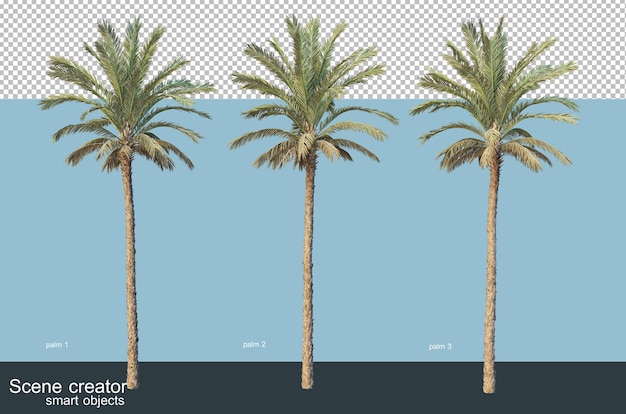 PSD rendering 3d di vari tipi di palme