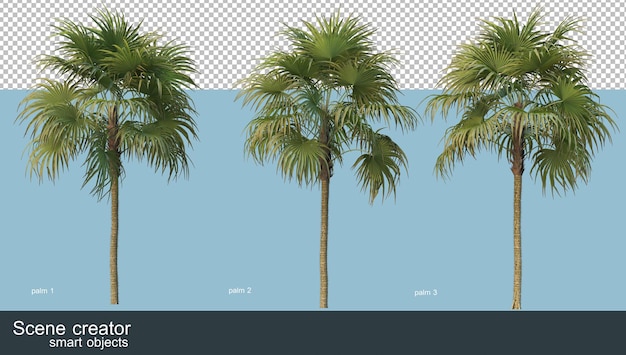 PSD 3d rendering of various types of palm trees