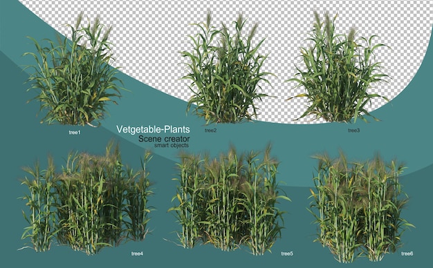 Rendering 3d di vari layout vegetali