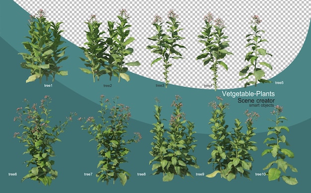 3d rendering of various vegetable layouts