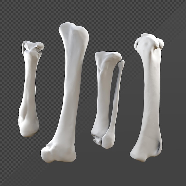 3d rendering of white bones perspective view