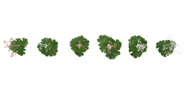 3d-renderöity yläkulmasta kuvattu Artemisia vulgaris Blanco -puu läpinäkyvällä taustalla