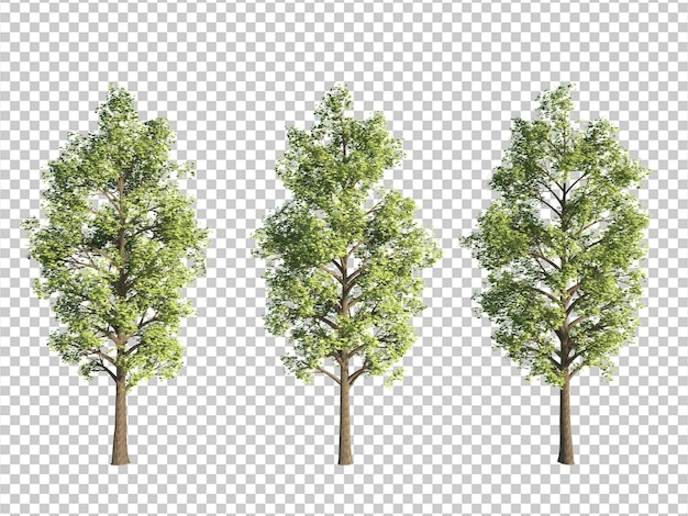 3d renderowanie drzewa izolowane cięcie tła