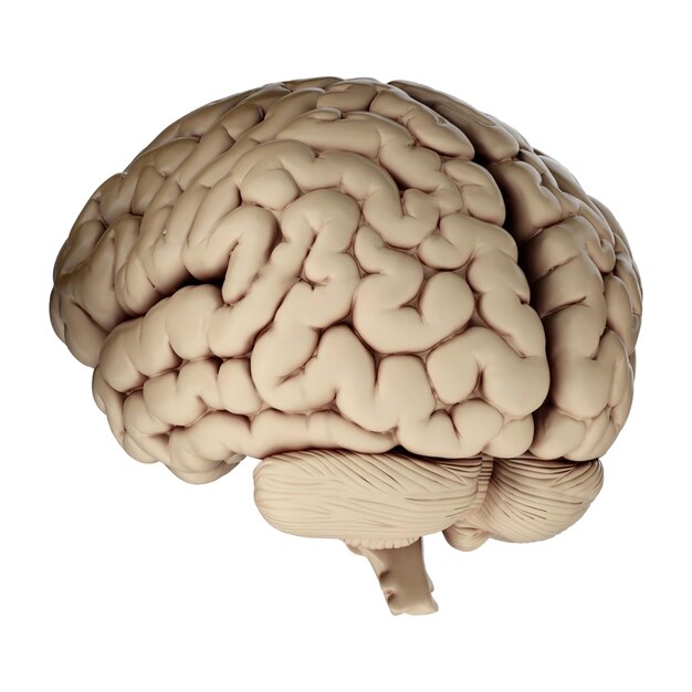 PSD 3d renderowanie ludzkiego mózgu na przezroczystym tle