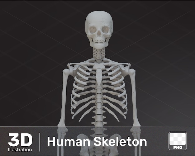 3d Renderowanie ludzkiego szkieletu