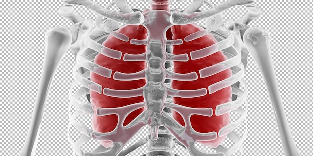 PSD 3d renderowanie narządów ludzkiego ciała płuca3d renderowania