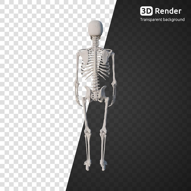 PSD a 3d skeleton model
