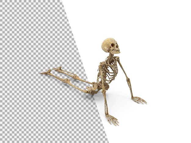PSD 3d skeleton png