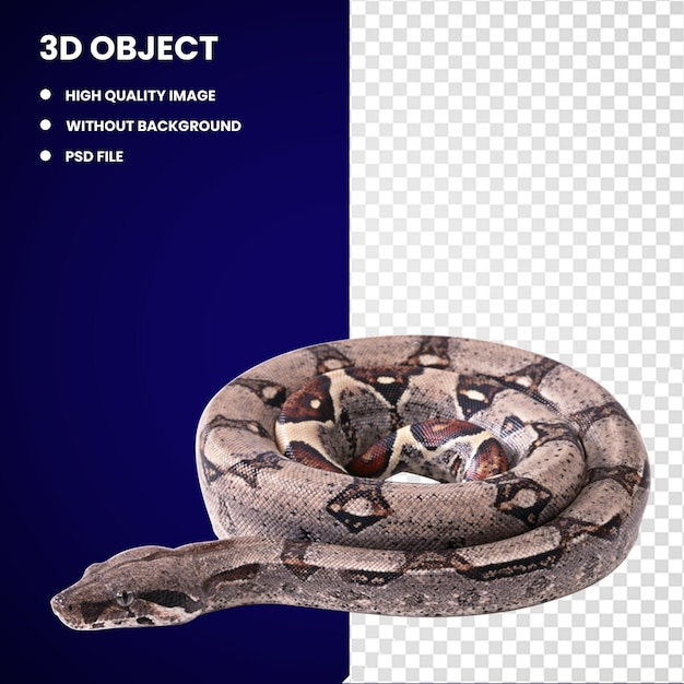 PSD 3d snake boa constrictor boas