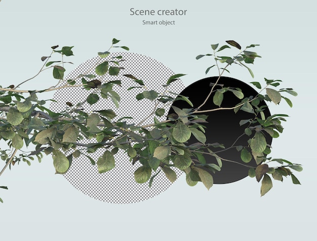 PSD 3d tree branch isolated tree branch clipping path