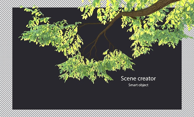 PSD 3d tree branch isolated tree branch clipping path