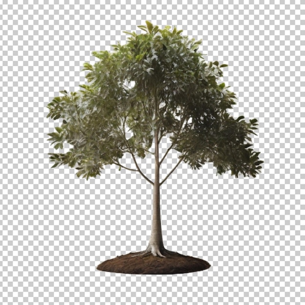 Albero 3d in png.