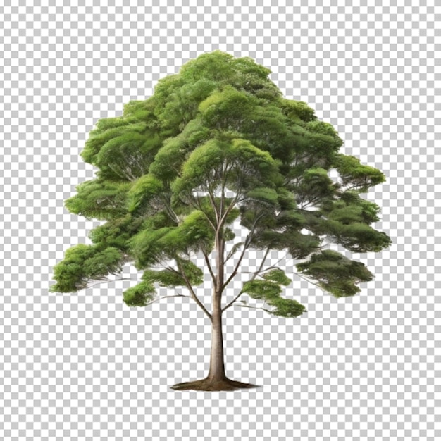 PSD albero 3d in png.