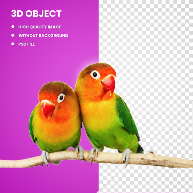 PSD 3d two orange and green lovebirds