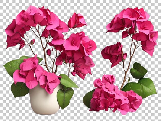 PSD 3d van bougainvillea collection op witte achtergrond