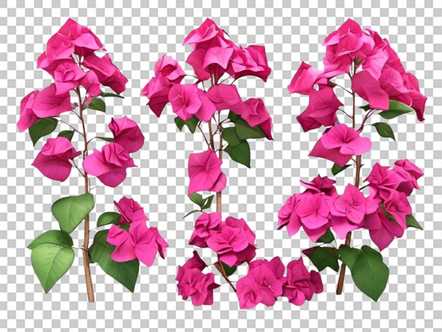 3d van bougainvillea collection op witte achtergrond