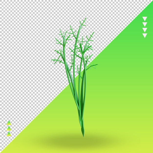 PSD 3d vegetable dill rendering front view