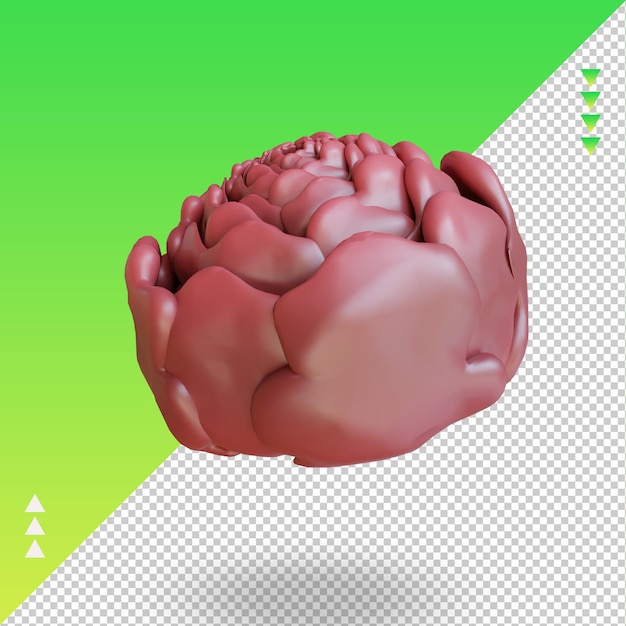PSD 3d vegetable red cabbage rendering right view