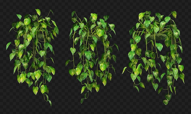 3d-weergave van epipremnum aureum hangende geïsoleerde collectie