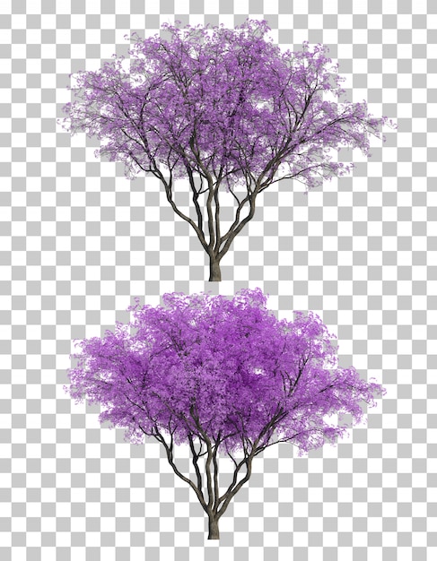 3d-weergave van jacaranda mimosifolia bomen