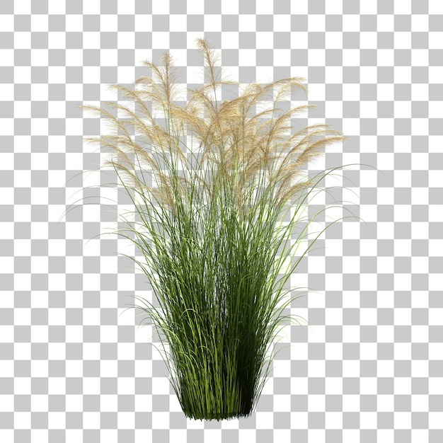 3d-weergave van maiden silvergrass