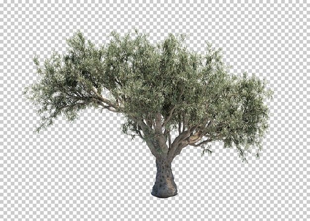 3D-weergave van olijfboom