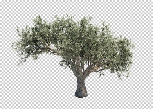 PSD 3d-weergave van olijfboom