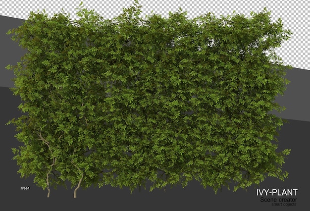 3D-weergave van verschillende soorten klimopontwerp
