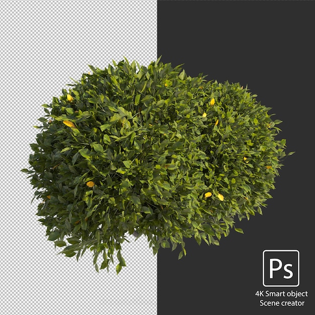 3D-weergave van verschillende soorten struik- en heggenarrangementen