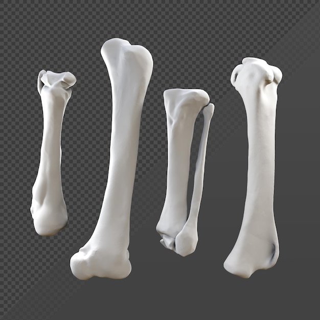 PSD 3d-weergave van witte botten perspectiefweergave