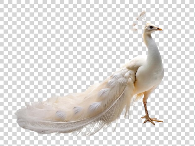 PSD 3d white peacock isolated on a transparent background