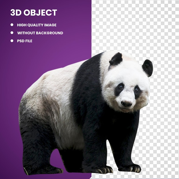 3d Wielka panda Czerwona panda niedźwiedź