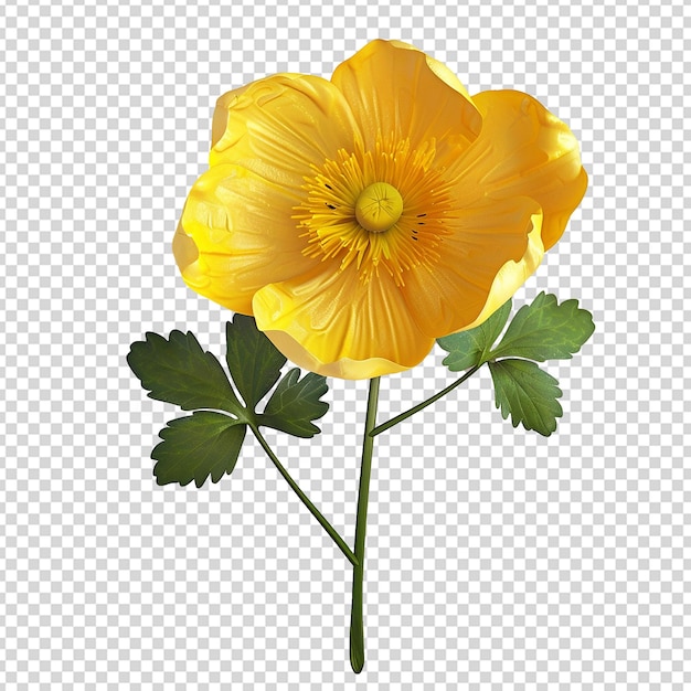 3D黃色花在透明的背景上分離