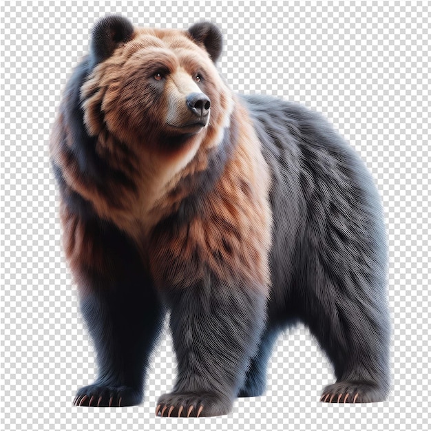 PSD Медведь изображен на прозрачном фоне