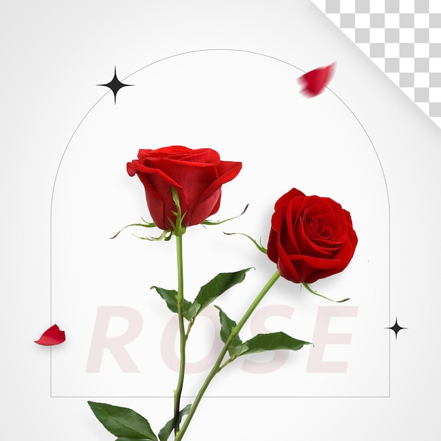 Красивая роза на прозрачном фоне