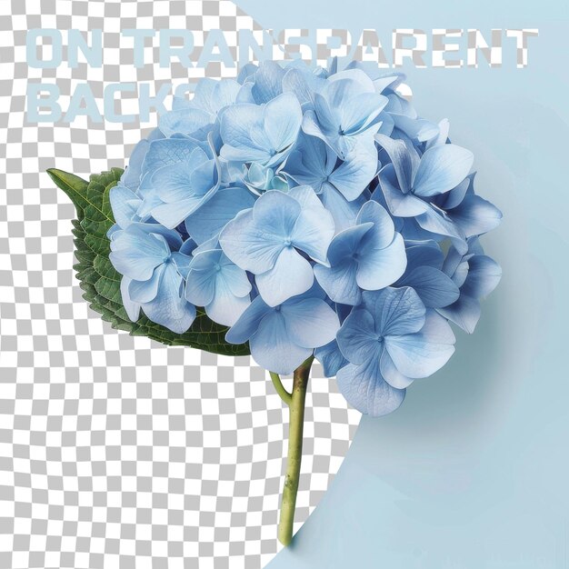 PSD a blue flower with the words  hang on the bottom of it