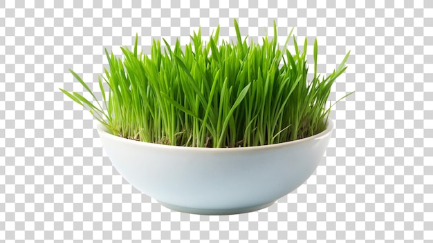 透明な背景に隔離された緑の草を植えるための鉢