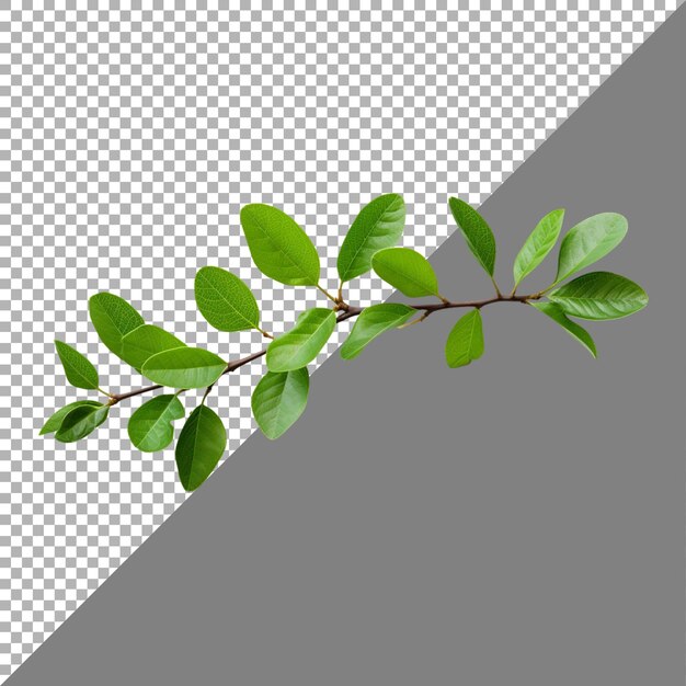 PSD Филиал растения с зелеными листьями на прозрачном фоне ai генерируется