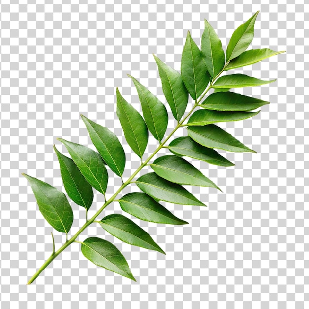 PSD Филиал листьев карри, изолированный на прозрачном фоне