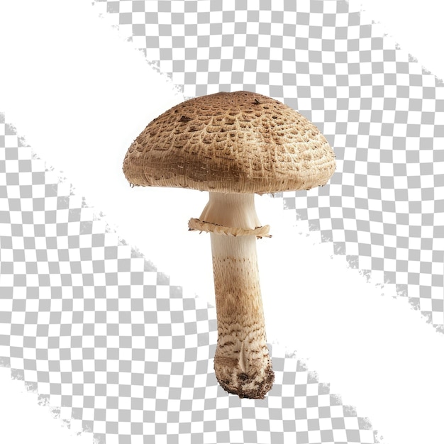 PSD Коричневый гриб с коричневым пятном на нем