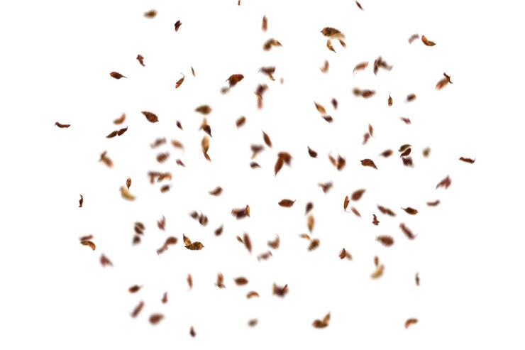 PSD a bunch of brown grains are scattered on a white background