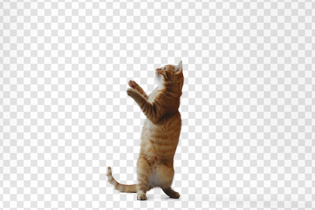 PSD 고양이가 투명한 배경 psd에 두 개의 앞 손바닥을 올려서 몸 전체를 고 서 있습니다.
