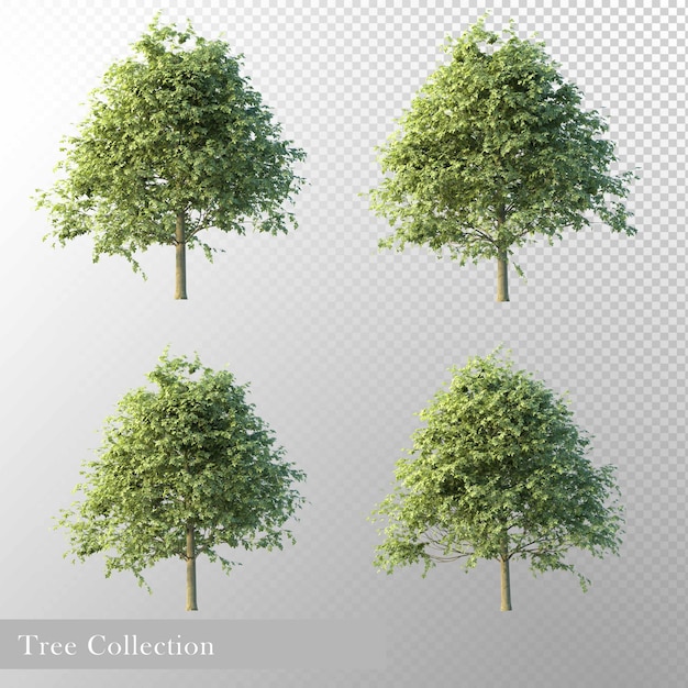 a collection of trees from the collection of various sizes