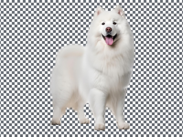 PSD 透明な背景に隔離された可愛い白いサモイード犬