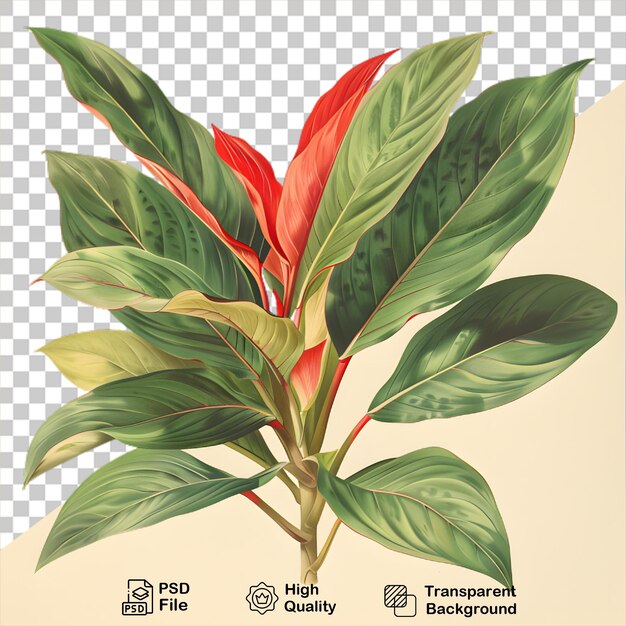 PSD 透明な背景の植物の絵