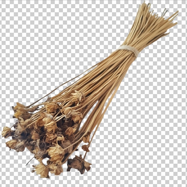 a dry plant is shown on a transparent background