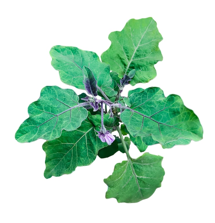 PSD a eggplant plant with purple leaves and green leaves on white background