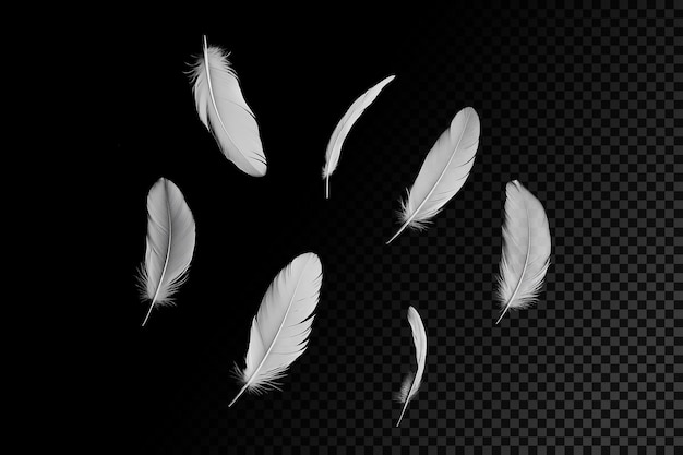 A few feathers floating in the air on a black background transparent overlay effect