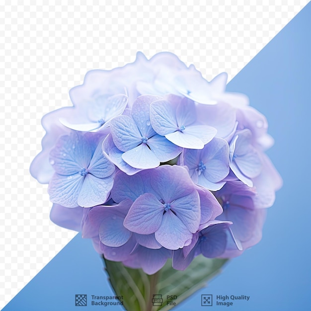 PSD Цветок фиолетовый и синий