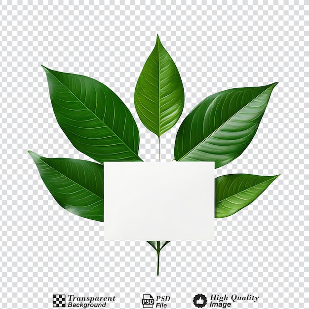 PSD Зеленый лист растения с белой карточкой на нем изолированный на прозрачном фоне